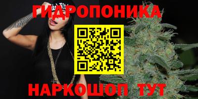шишки Кандалакша