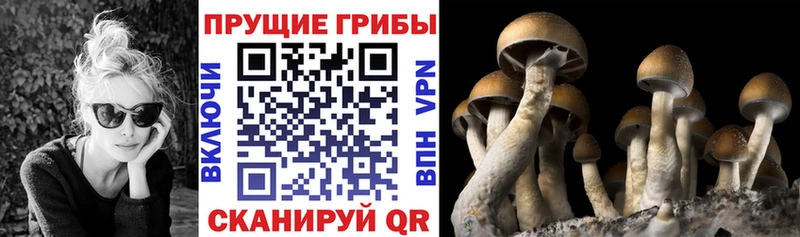 купить наркотик  Шумерля  Псилоцибиновые грибы Cubensis 